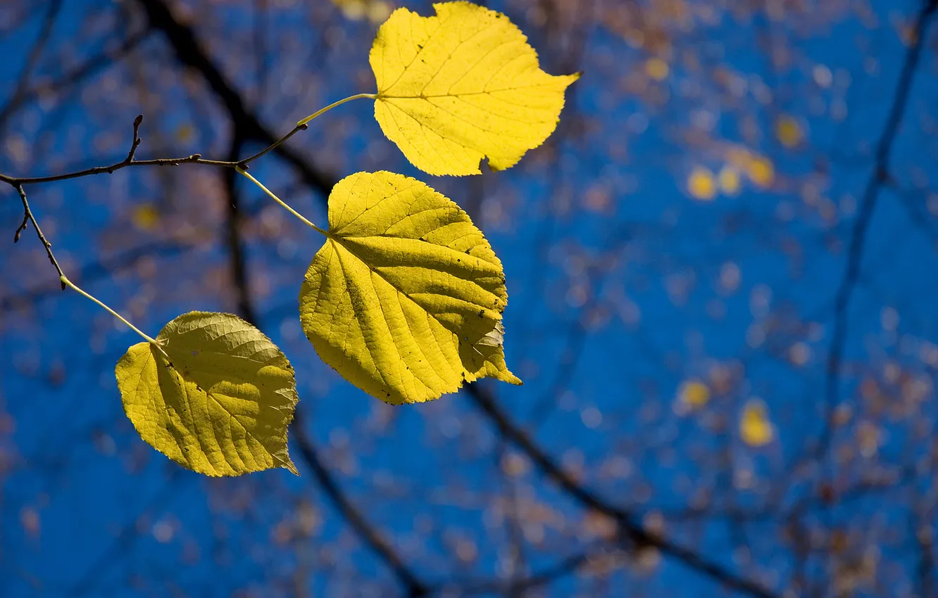 Photo wallpaper autumn, the sky, macro, branches, foliage