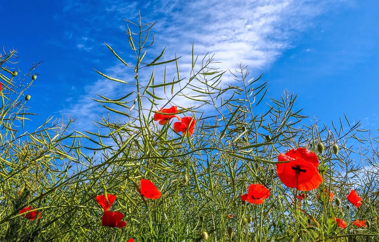 Photo wallpaper the sky, grass, clouds, flowers, Maki, meadow