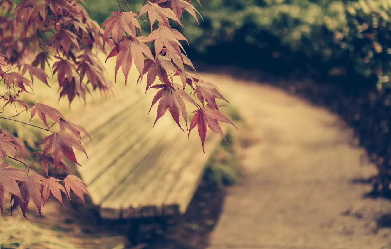Photo wallpaper autumn, leaves, the city, Park, bench