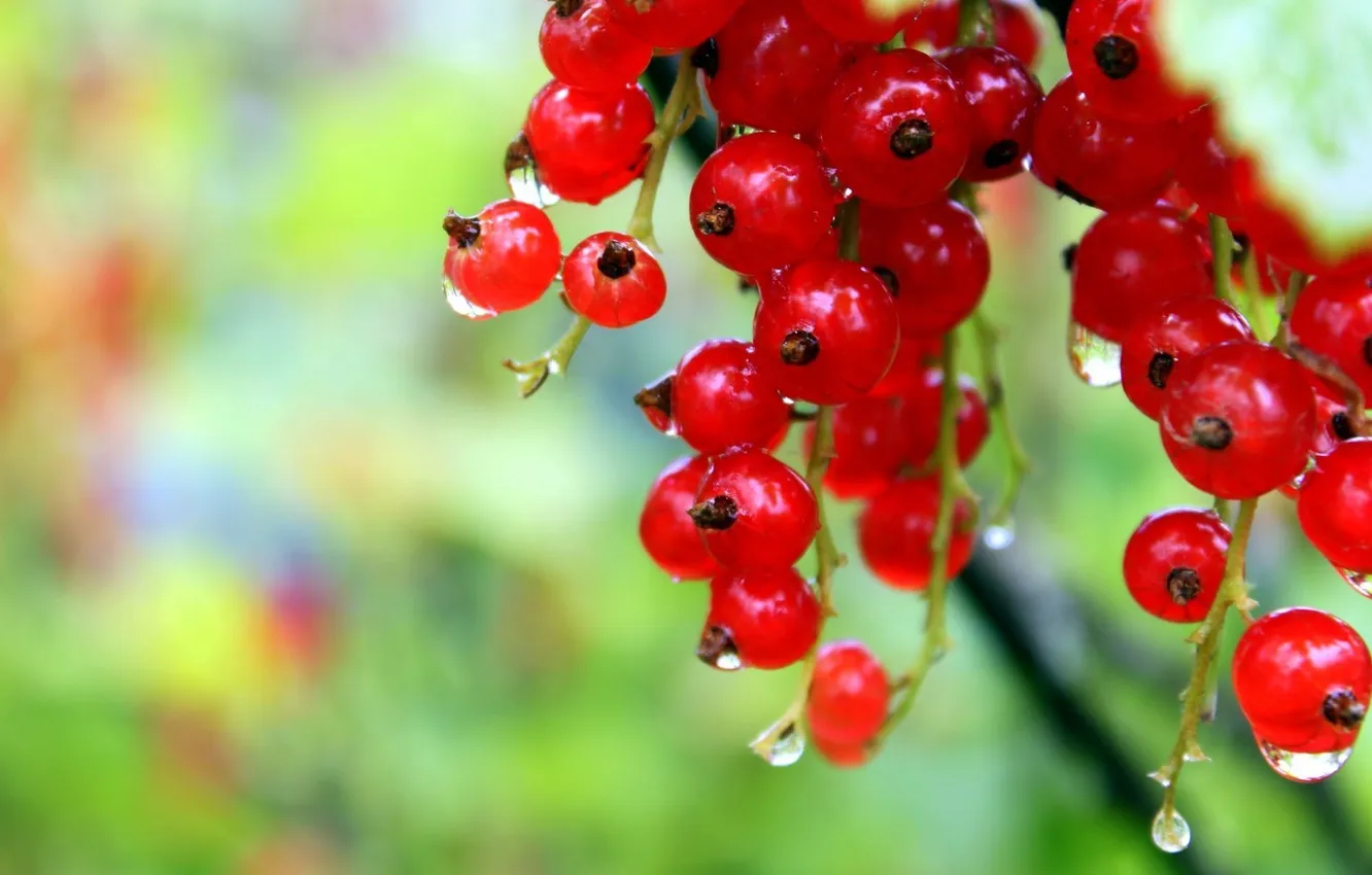 Photo wallpaper macro, red, currants, CHEAPLY