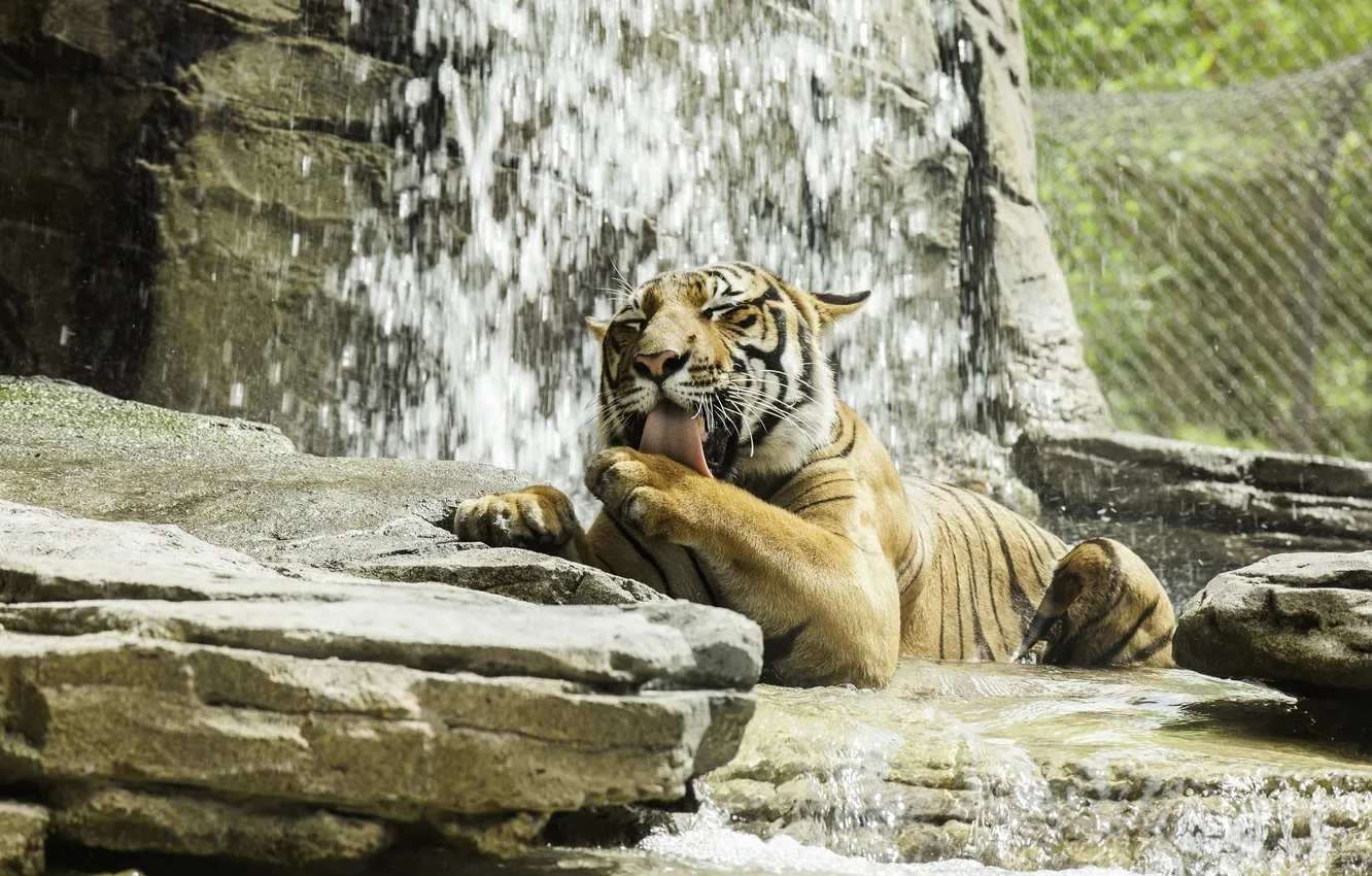 Photo wallpaper face, tiger, paw, predator, wild cat, washing