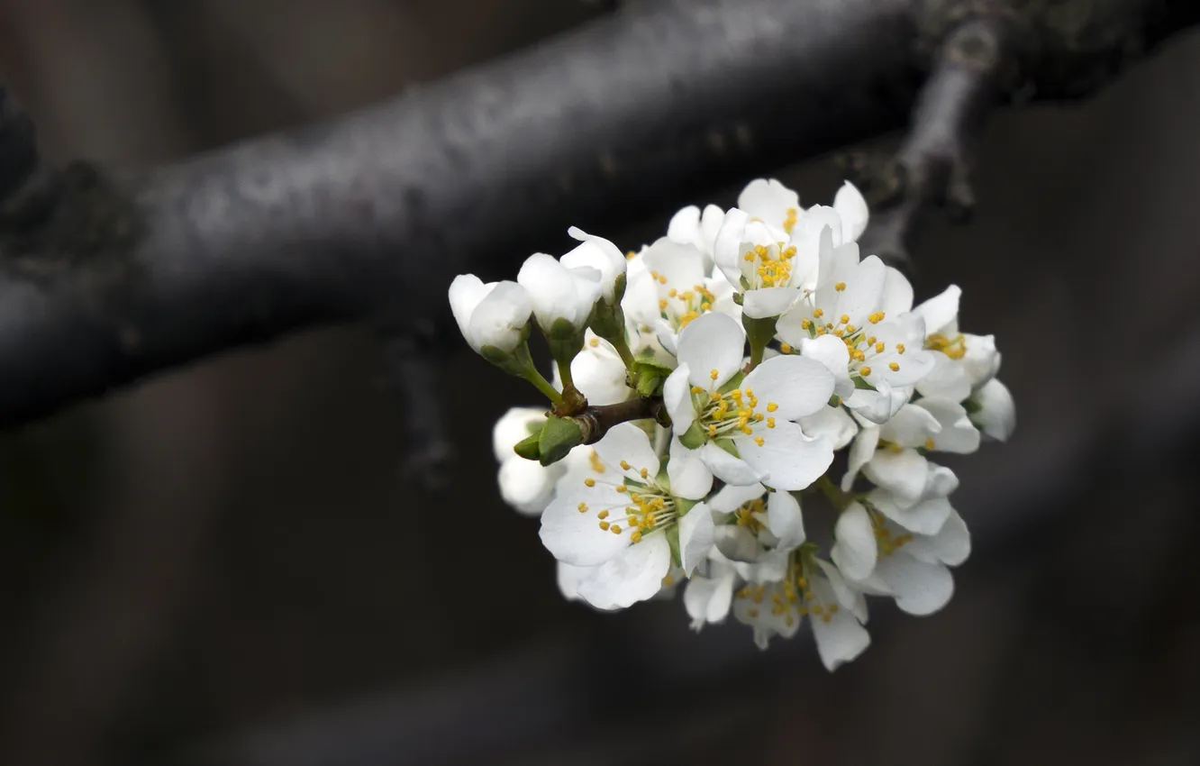 Photo wallpaper spring, Apple, flowering