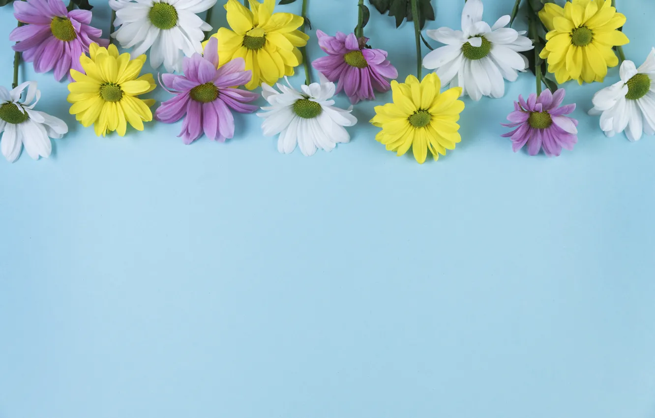 Photo wallpaper flowers, background, blue, chamomile, chamomile, coposite