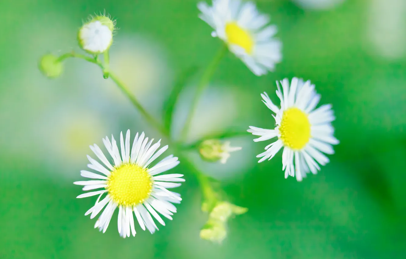 Photo wallpaper flowers, nature, chamomile, petals