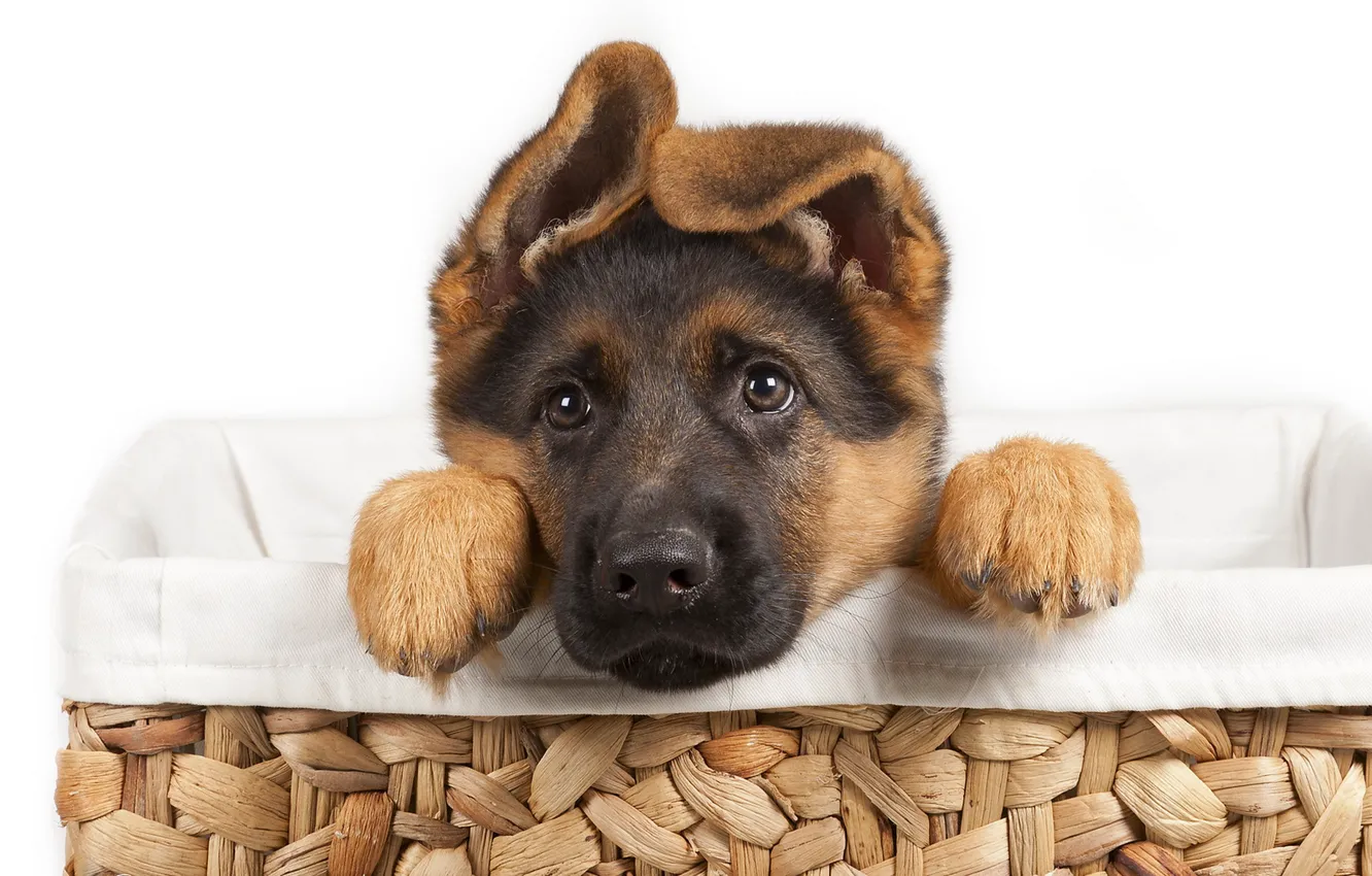Photo wallpaper puppy, dog, pet, German Shepherd
