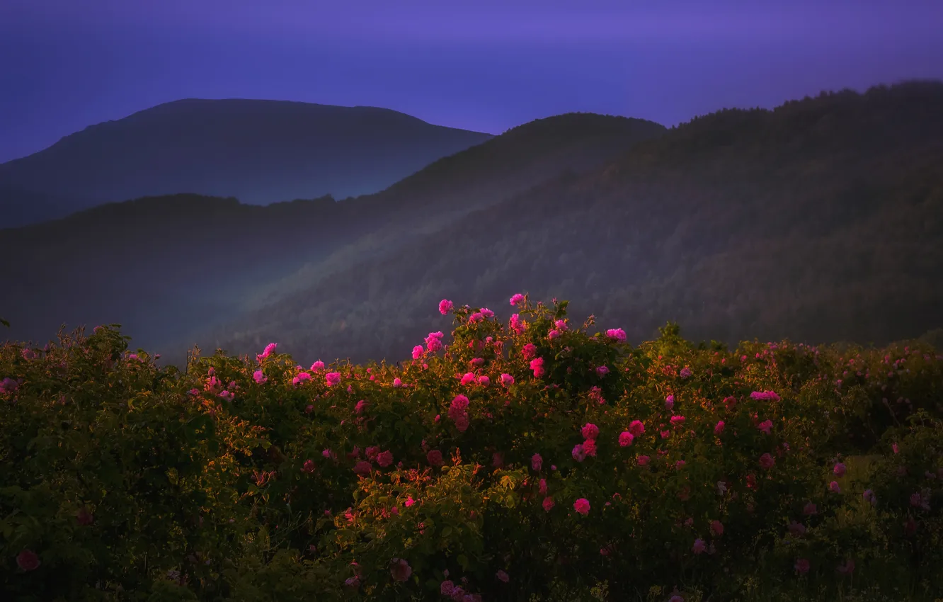 Photo wallpaper flowers, horizon, the beauty of nature, mountain landscape, Juliana Stoyanova