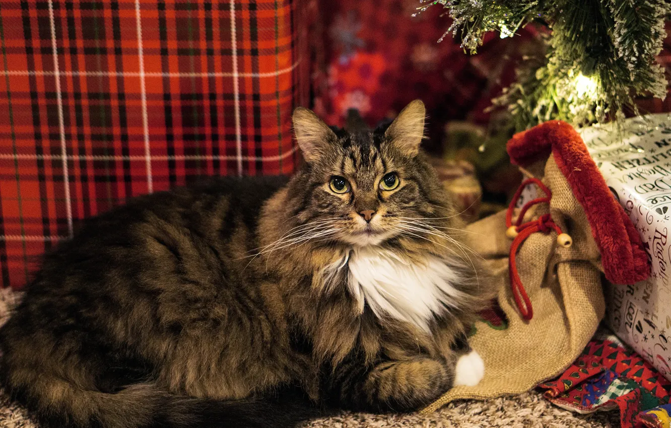 Photo wallpaper cat, cat, look, face, light, red, lights, comfort