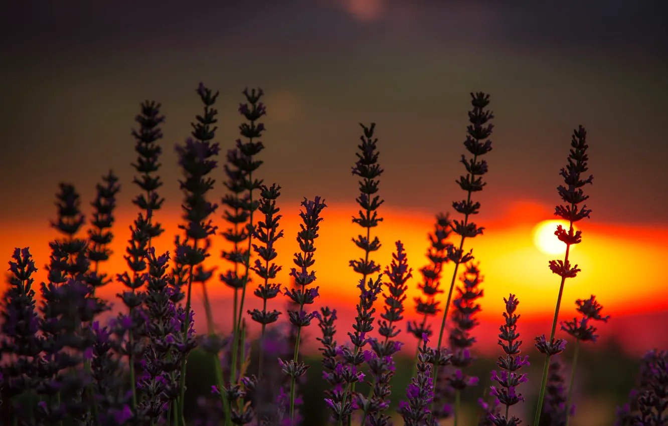 Photo wallpaper sunset, glow, lavender