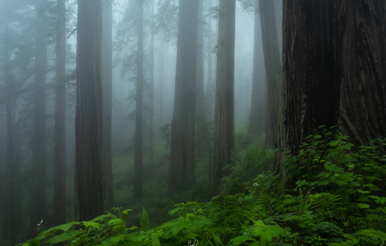 Photo wallpaper forest, trees, nature, fog, morning, CA, USA, USA