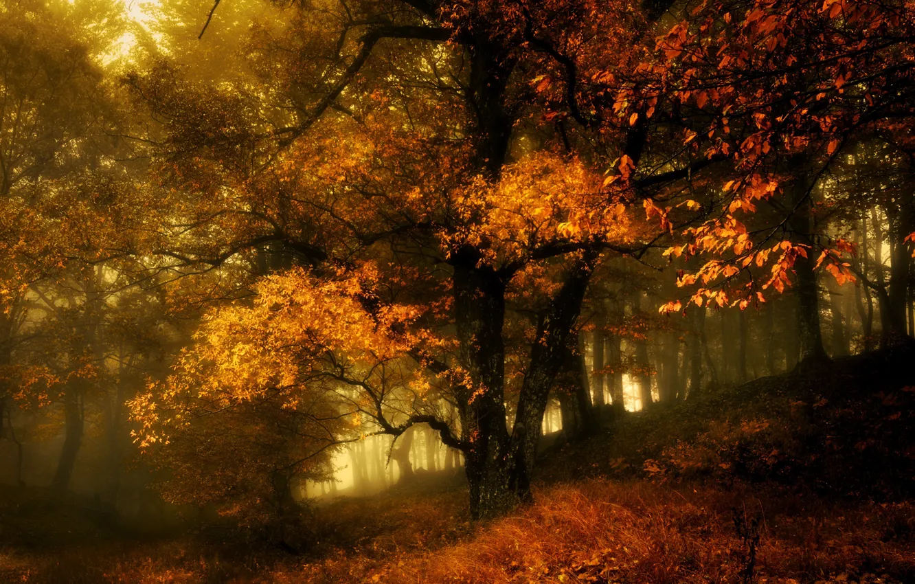 Photo wallpaper autumn, forest, fog