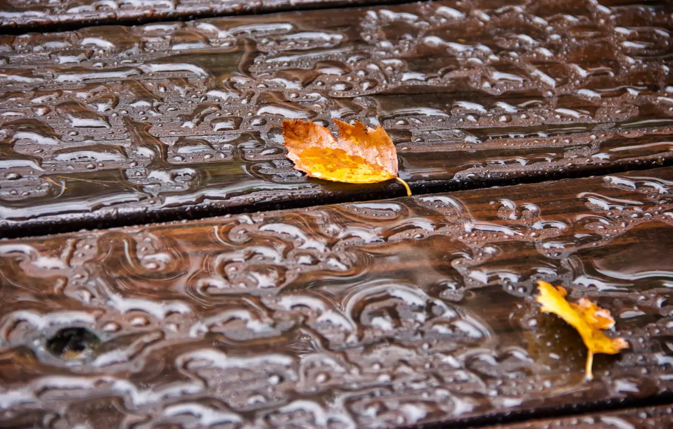 Photo wallpaper leaves, drops, macro