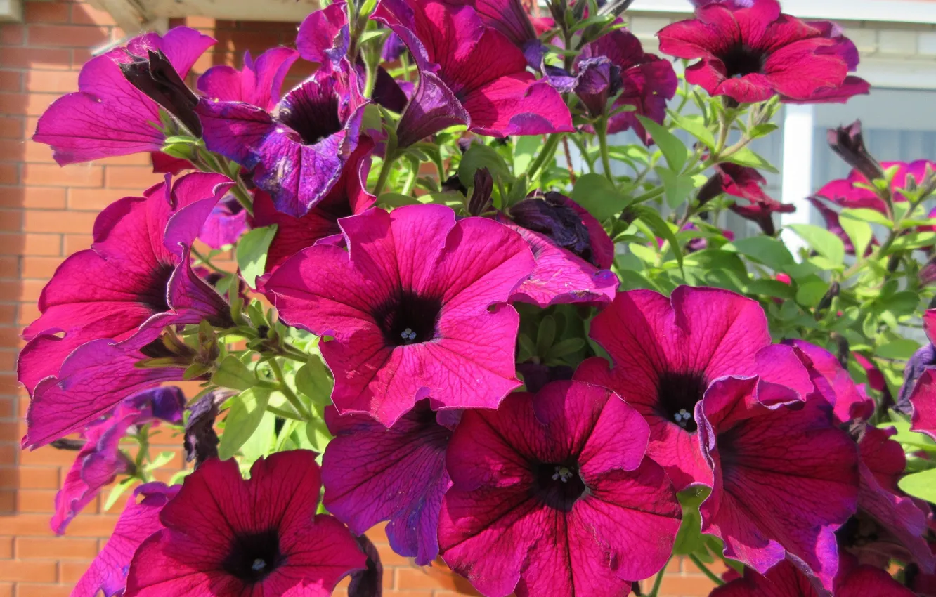 Photo wallpaper flowers, Petunia, Meduzanol ©, Summer 2018