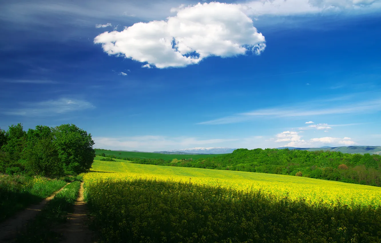 Photo wallpaper road, field, forest, the sky, clouds, light, trees, flowers