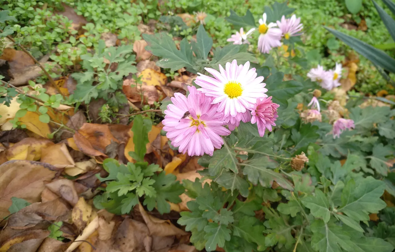 Photo wallpaper autumn, foliage, pink flowers, autumn, leaves, fall, Pink flowers