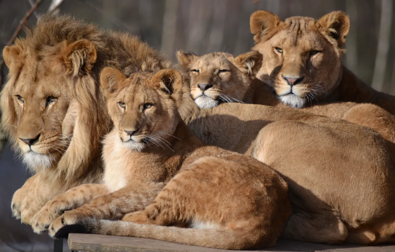 Photo wallpaper Leo, family, lioness, zoo, cubs, big cat, Safari