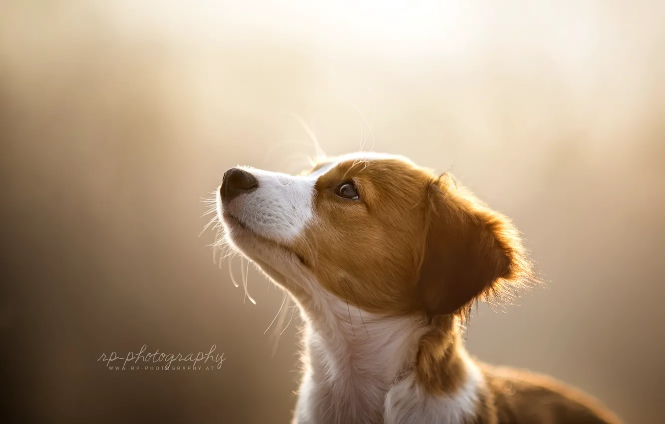 Photo wallpaper look, light, dog