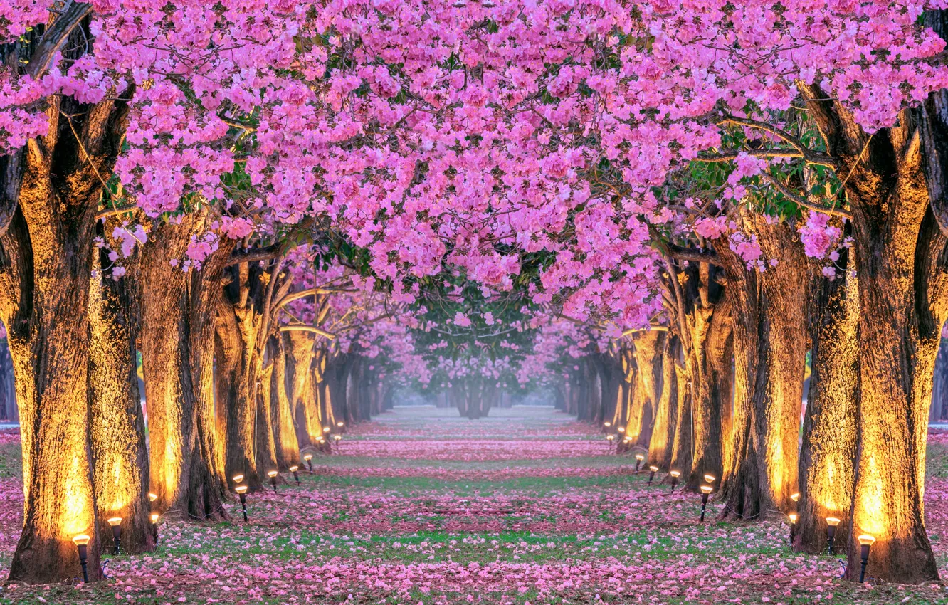 Photo wallpaper trees, Park, spring, Sakura, alley, flowering, Korea, pink
