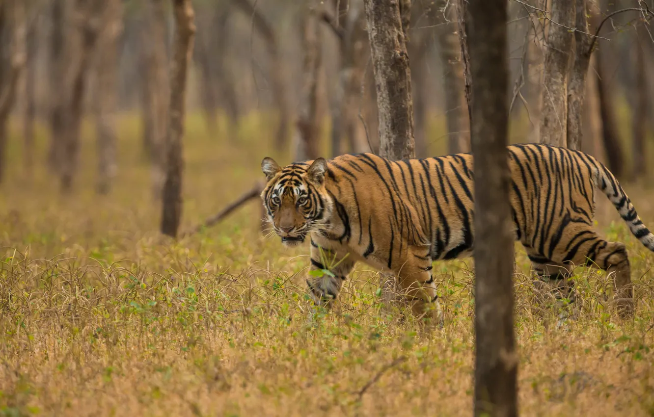 Photo wallpaper forest, grass, trees, tiger, predator, wild cat