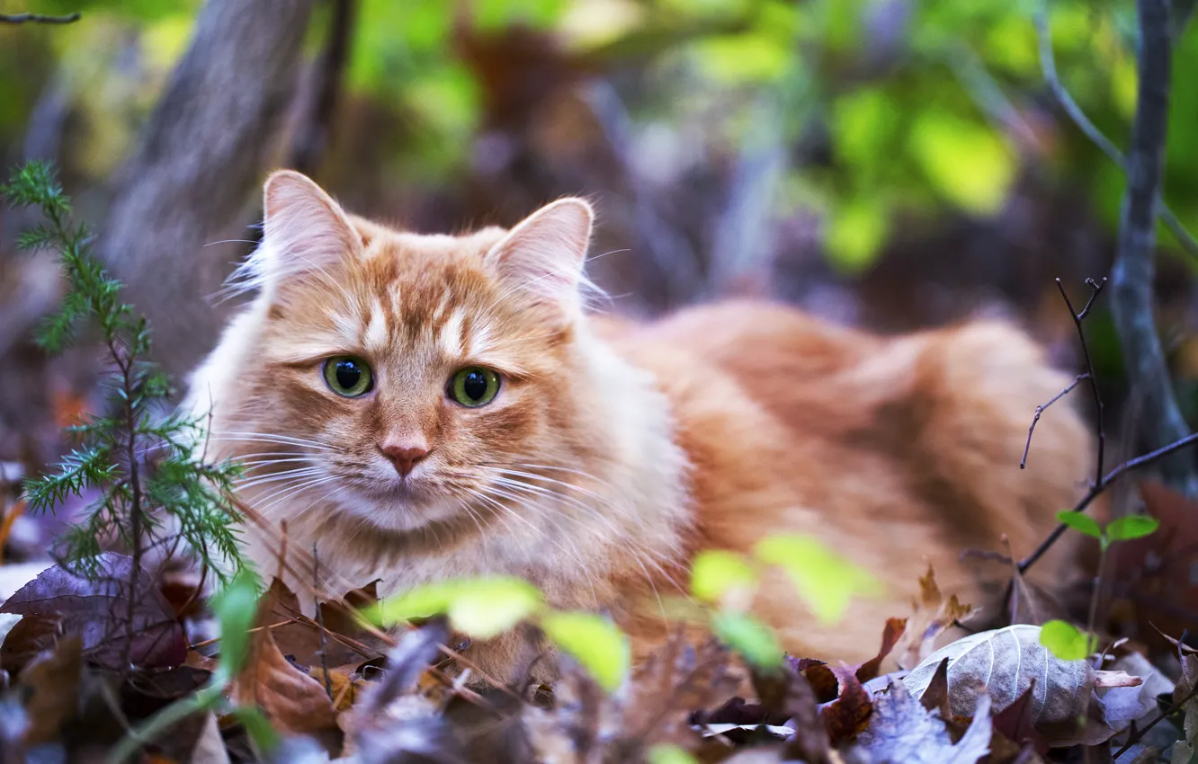 Photo wallpaper cat, grass, eyes, look, leaves, green, lies, red