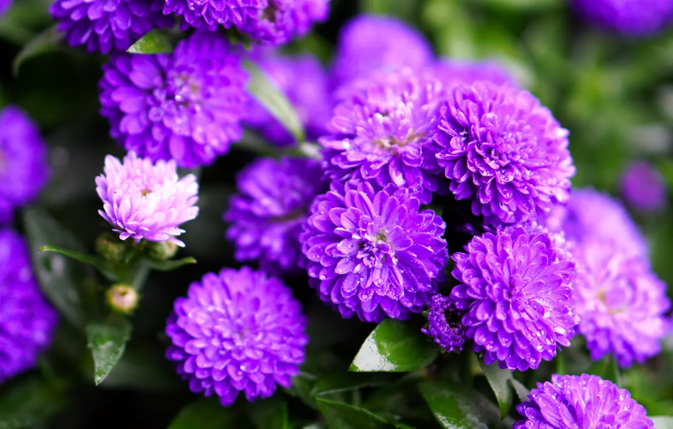 Photo wallpaper purple, leaves, drops, flowers, bright, asters