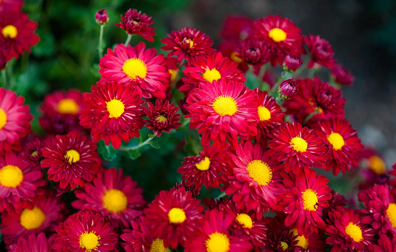 Photo wallpaper summer, flowers, red, garden, flowerbed, the bushes, chrysanthemum
