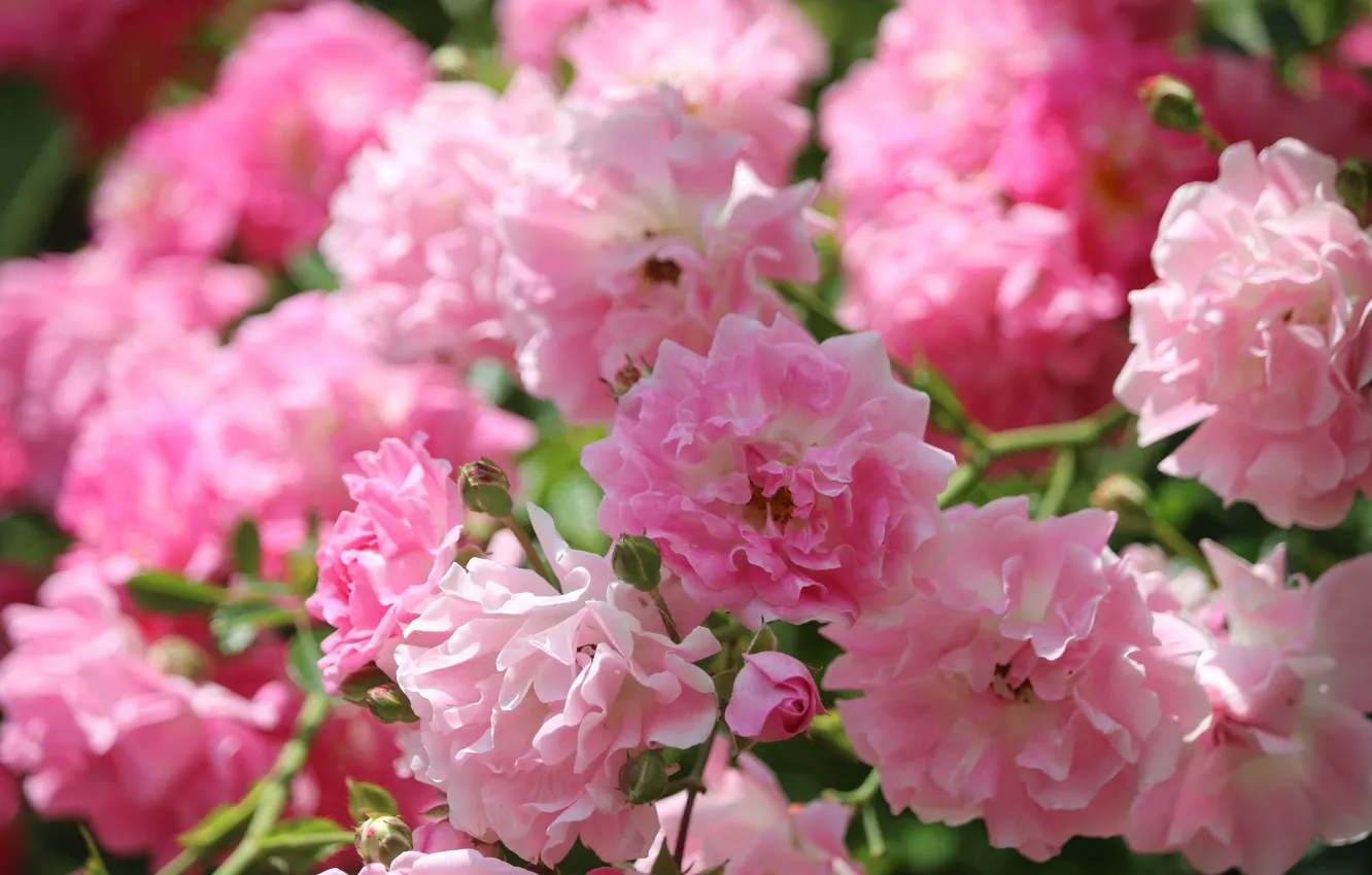 Photo wallpaper light, flowers, roses, pink, bokeh, rose Bush