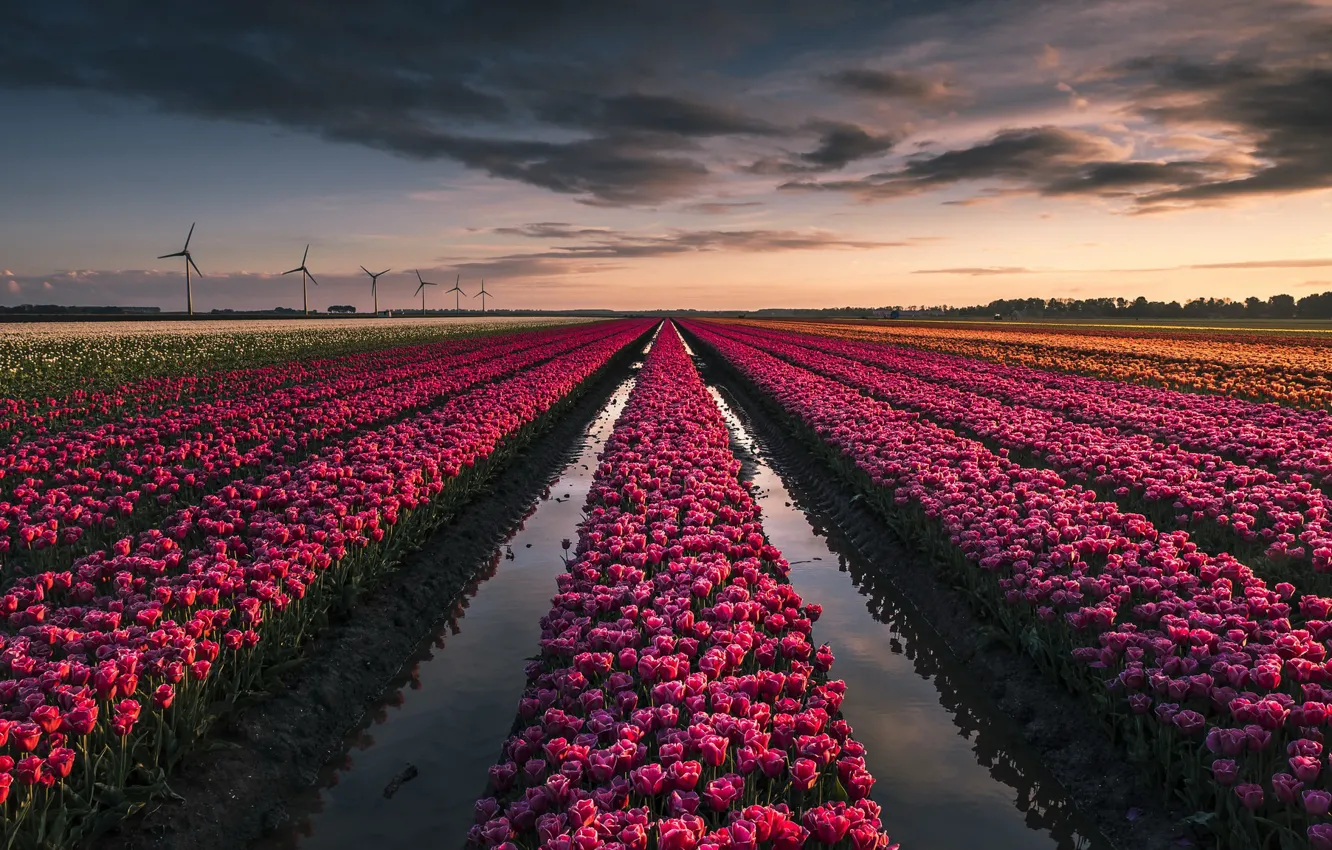 Photo wallpaper flowers, tulips, windmills