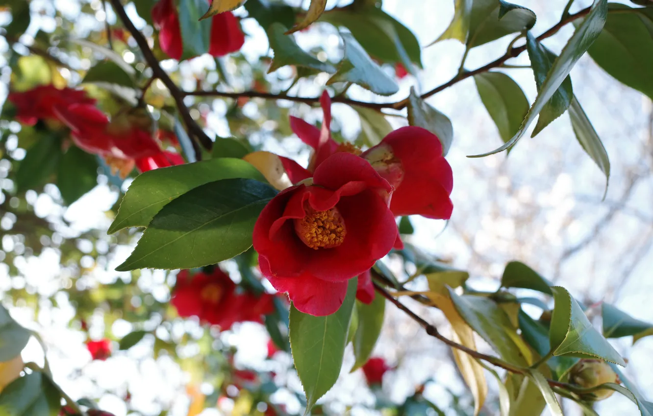 Photo wallpaper flowers, branches, red, spring, flowering, bokeh, Camellia