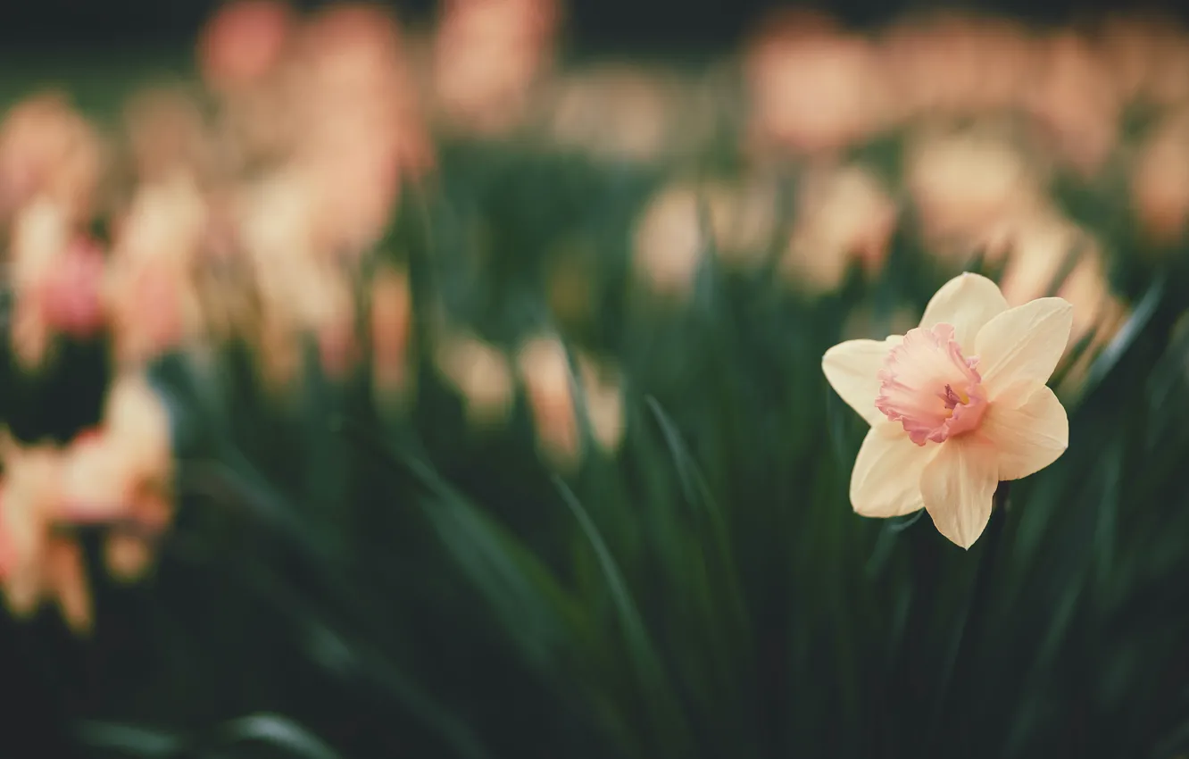 Photo wallpaper flowers, spring, daffodils