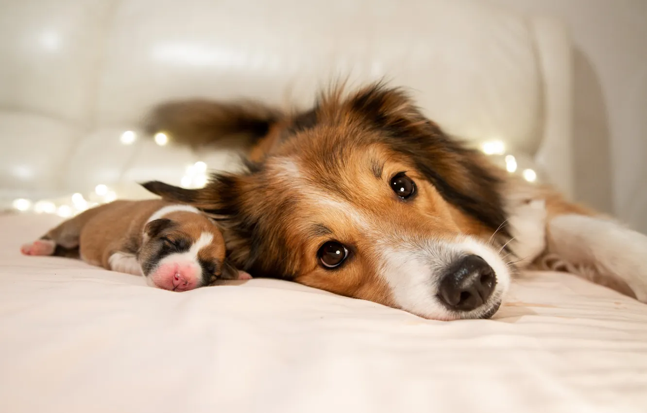 Photo wallpaper look, pose, dog, puppy, face, mom