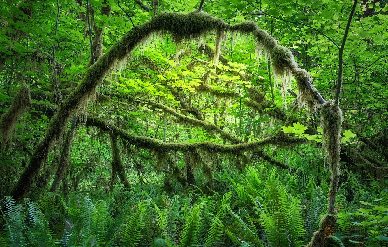 Photo wallpaper greens, forest, moss, thicket, fern