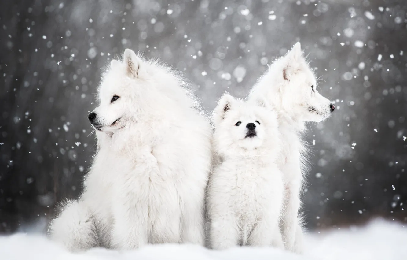 Photo wallpaper winter, animals, dogs, snow, nature, puppy, cub, Samoyed