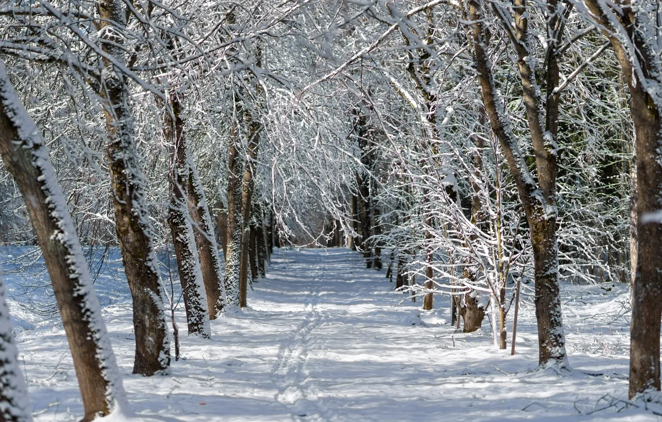 Photo wallpaper winter, snow, trees, March