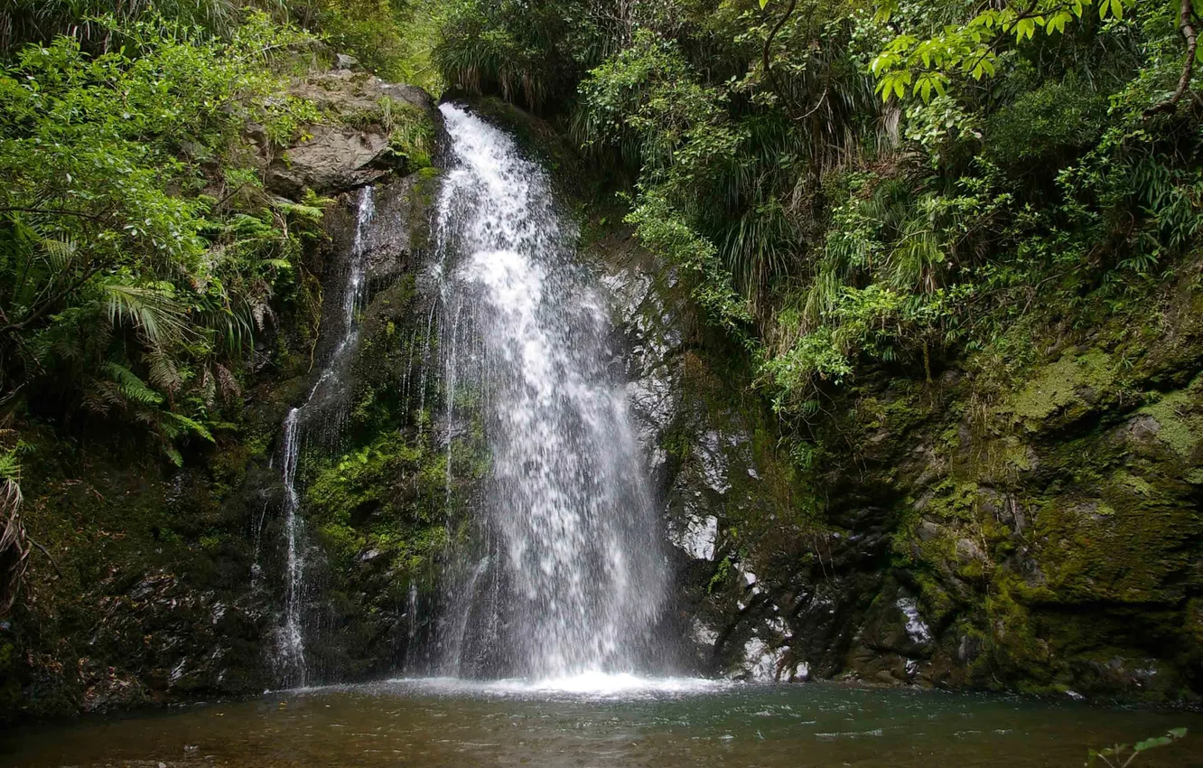 Photo wallpaper forest, nature, waterfall