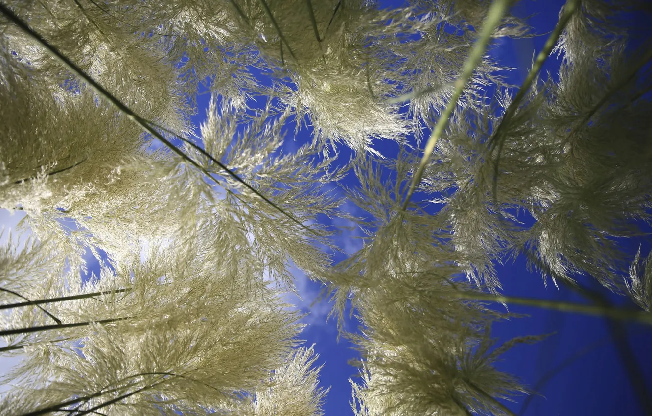 Photo wallpaper the sky, macro, plant