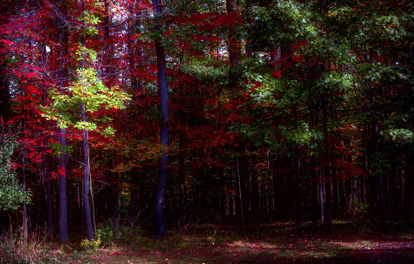 Photo wallpaper autumn, forest, leaves, trees, color