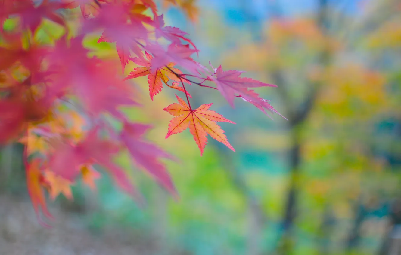 Photo wallpaper autumn, branches, nature, foliage