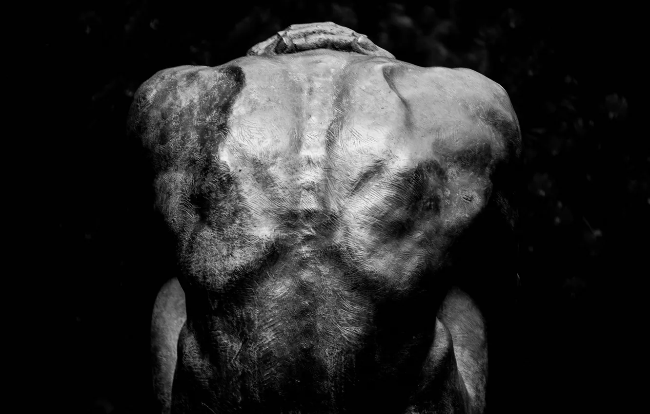 Photo wallpaper background, body, back