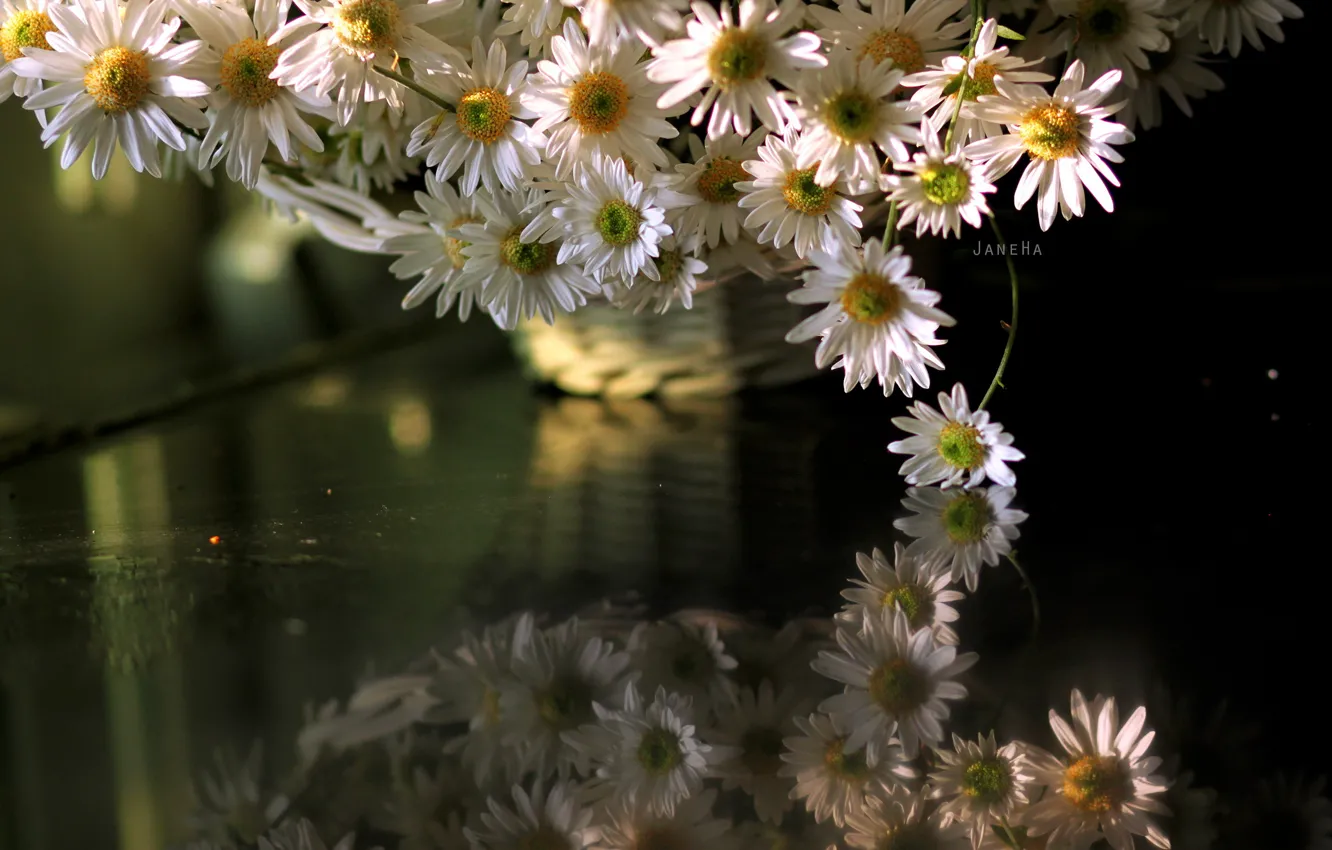 Photo wallpaper flowers, chamomile, otrozhenie