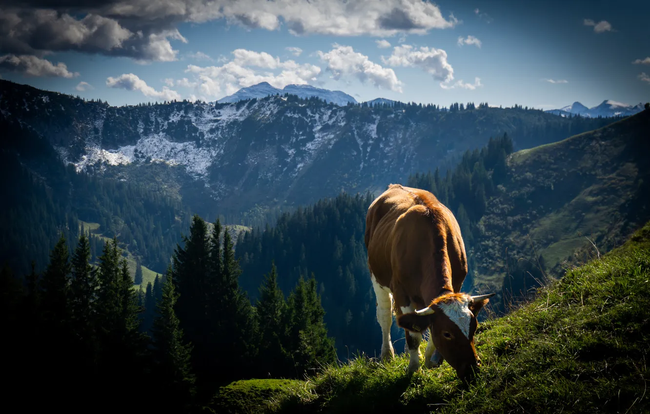 Photo wallpaper forest, grass, clouds, mountains, height, cows, slope, Alps