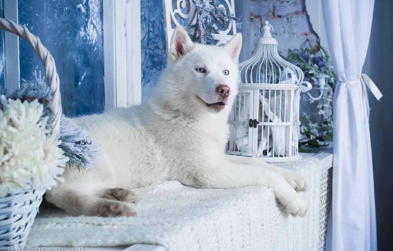 Photo wallpaper dog, white, husky