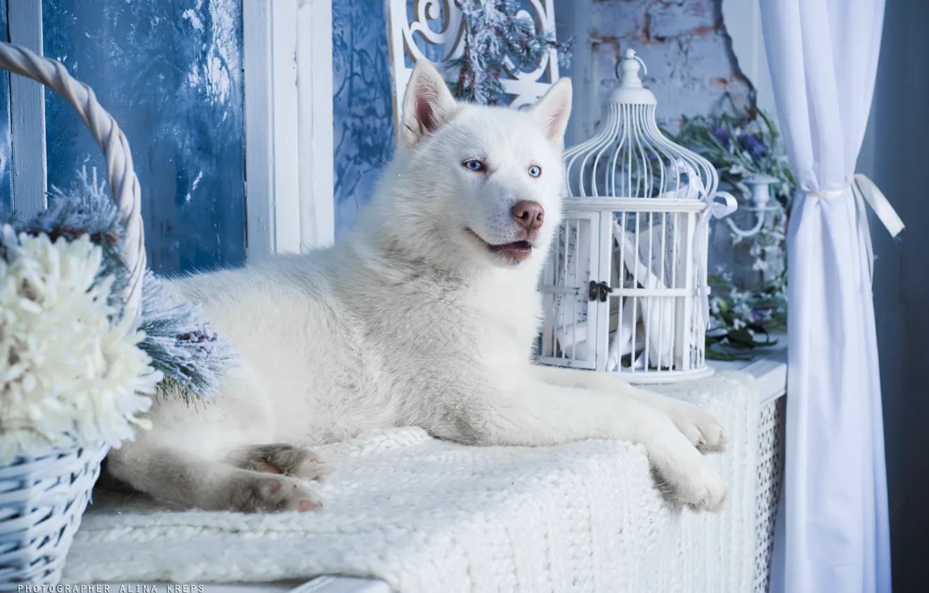 Photo wallpaper white, dog, husky