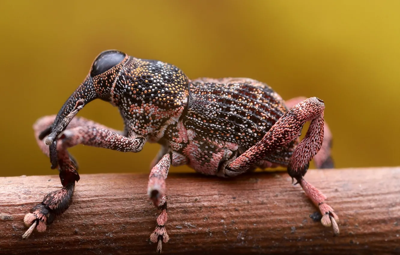 Photo wallpaper exoskeleton, insect, paws, twig, Detail