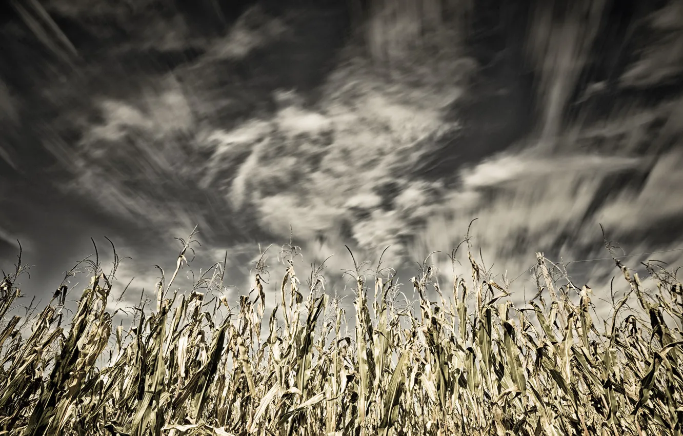 Photo wallpaper the sky, nature, corn