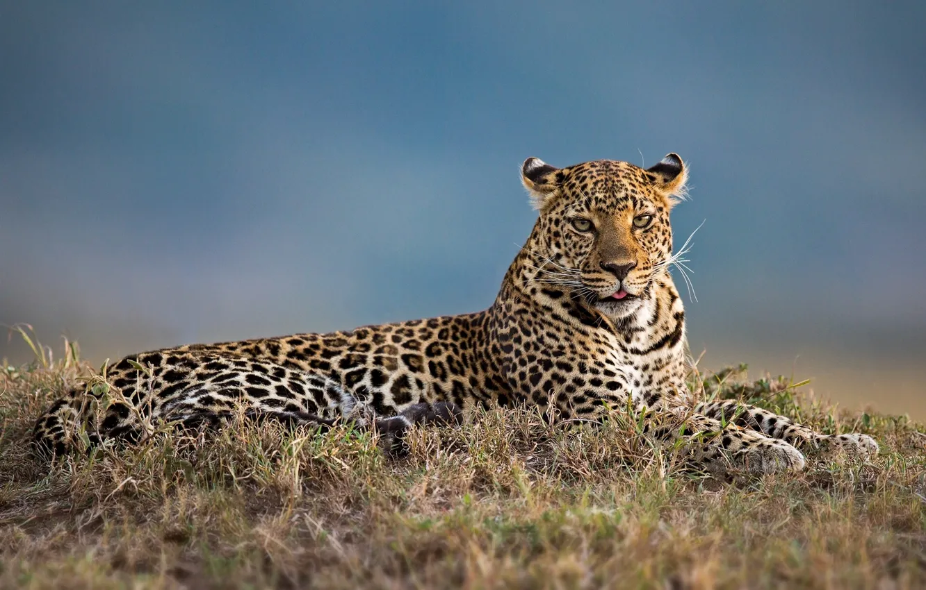Photo wallpaper leopard, wild cat, krasava