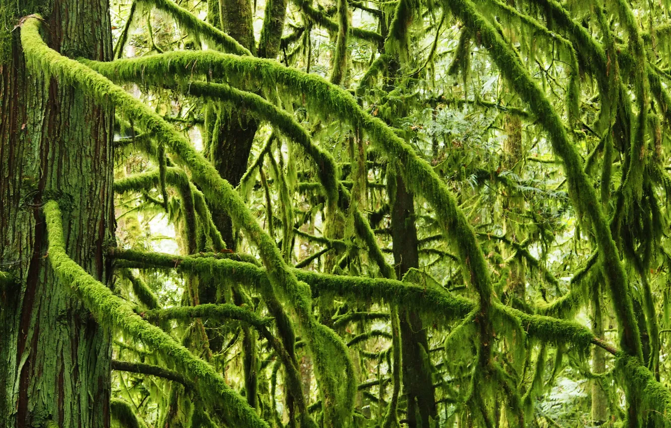Photo wallpaper forest, trees, branches, moss