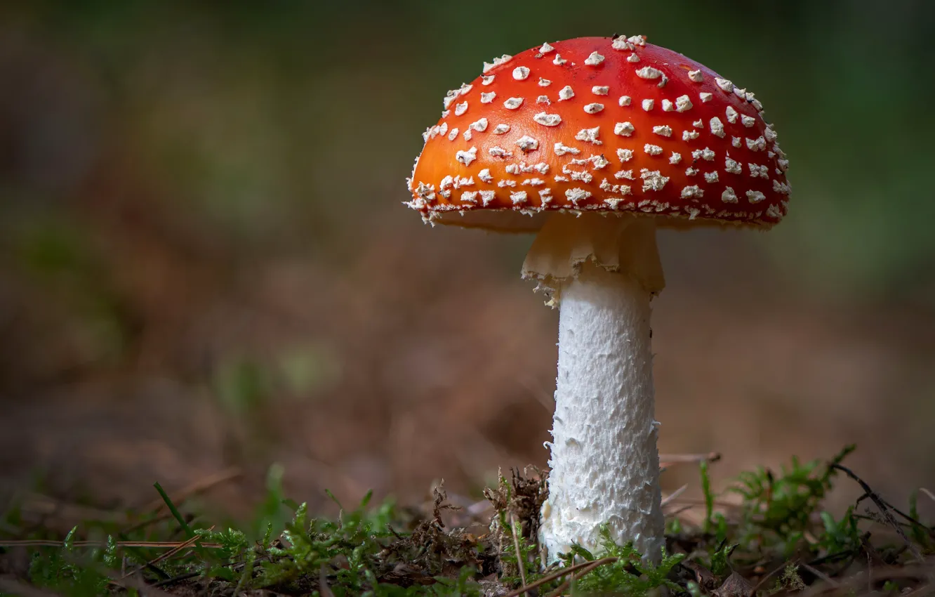 Photo wallpaper grass, glade, one, mushrooms, moss, mushroom