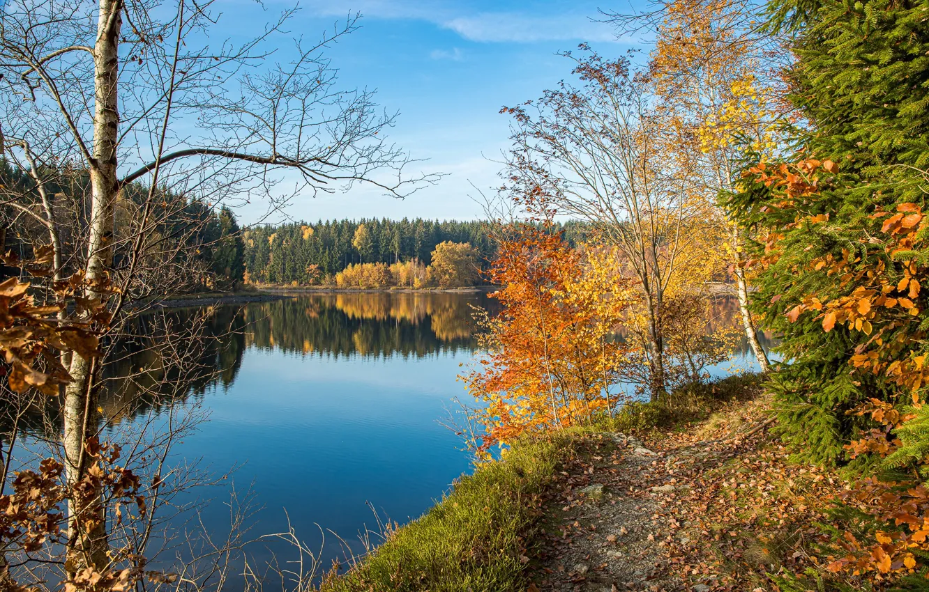 Photo wallpaper autumn, forest, lake, foliage