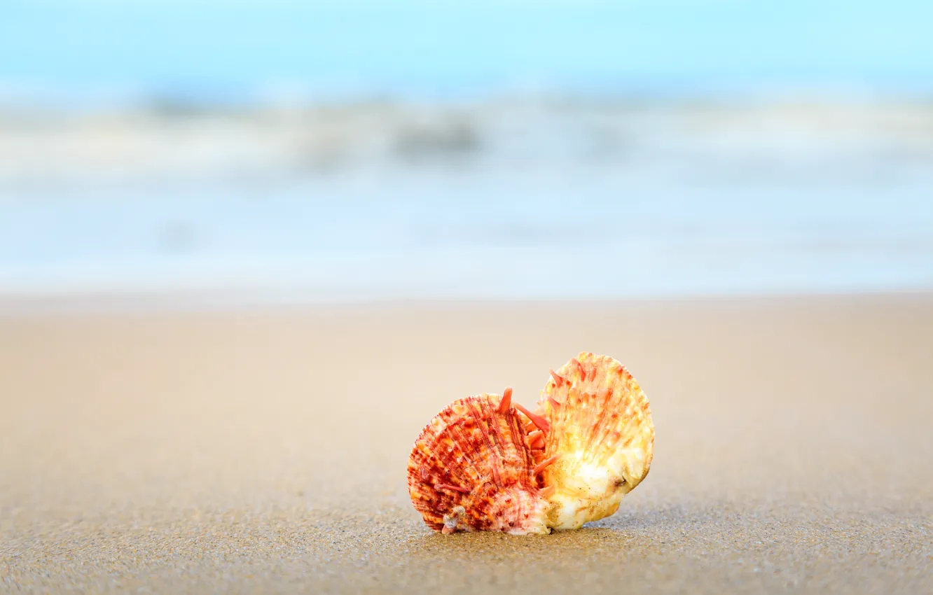Photo wallpaper sand, beach, summer, shell, summer, beach, sea, sand