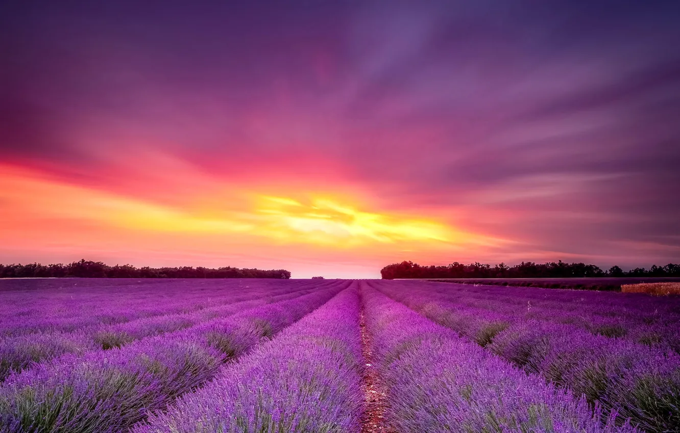 Photo wallpaper field, sunset, flowers, lavender